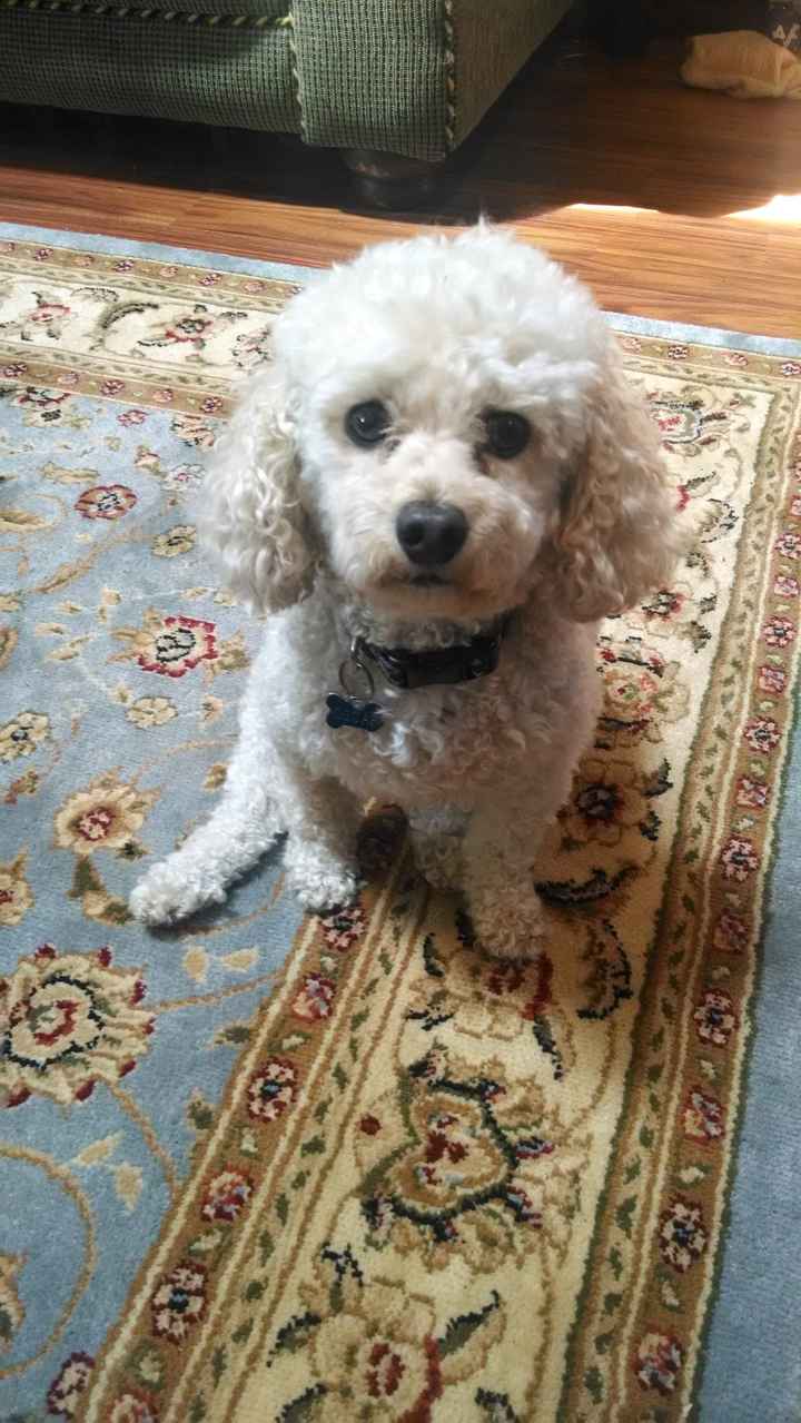 NWR: today is my Pups 2nd birthday!! Do you and your FH have a pet? Show pics!!!