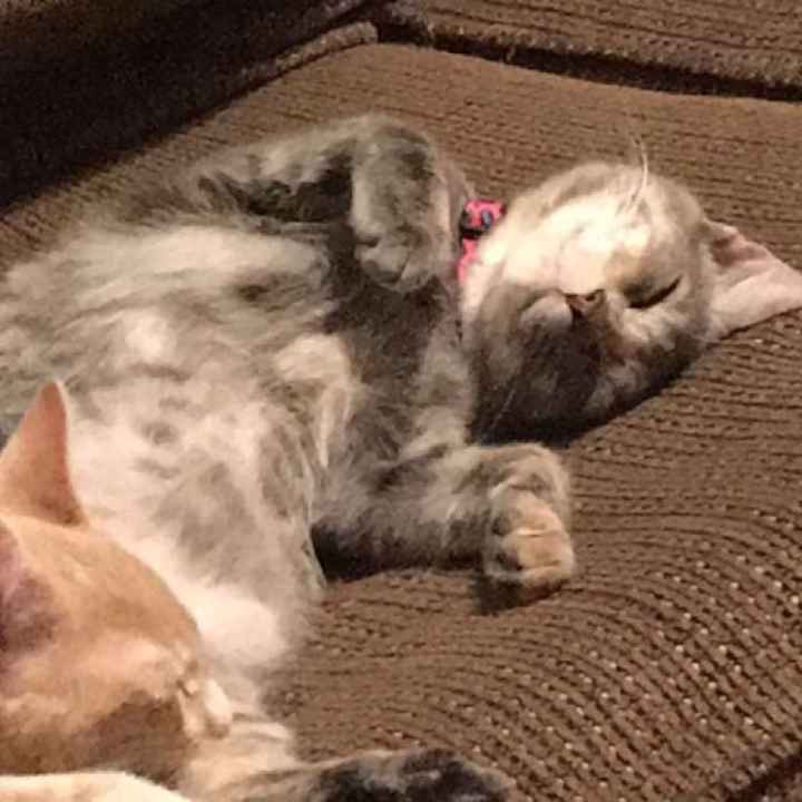 Show me your fur babies!