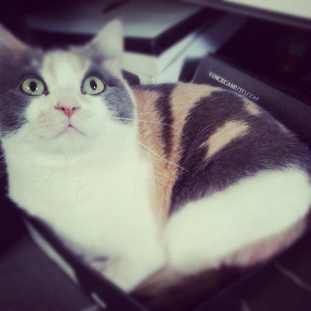 Show me your fur baby! (it has been awhile and I love seeing the pets!)