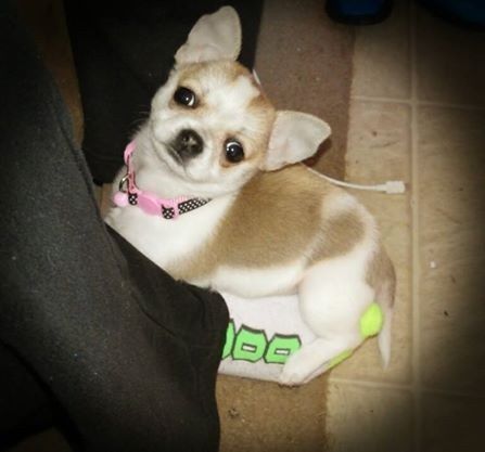 NWR: Pics of your pets :)