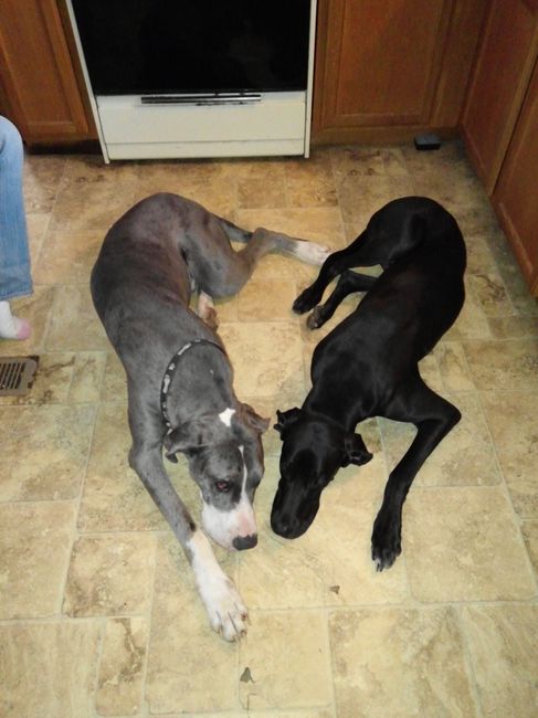 NWR: Pics of your pets :)