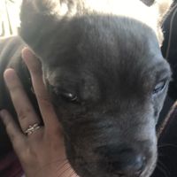 Ring post! Bonus if there’s fur babies involved! - 1