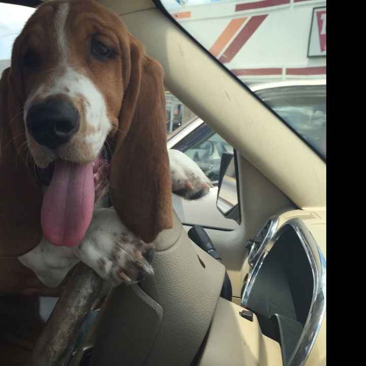 Fur babies in the wedding ceremony??