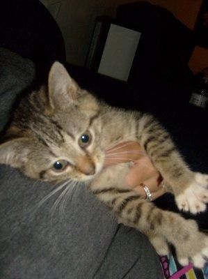 NWR: I want to see your pets!