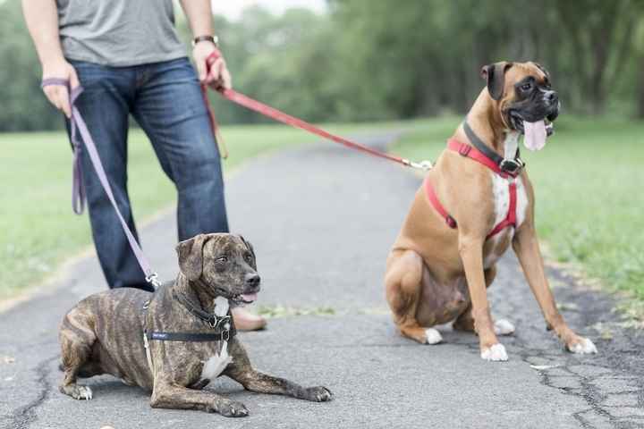 NWR Animal Lovers
