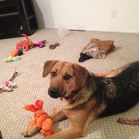 Since we are getting to know each other and everyone LOVES their fur babies!