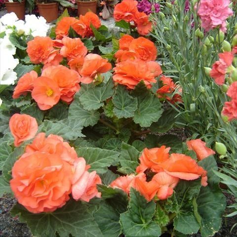 Need help with flowers!