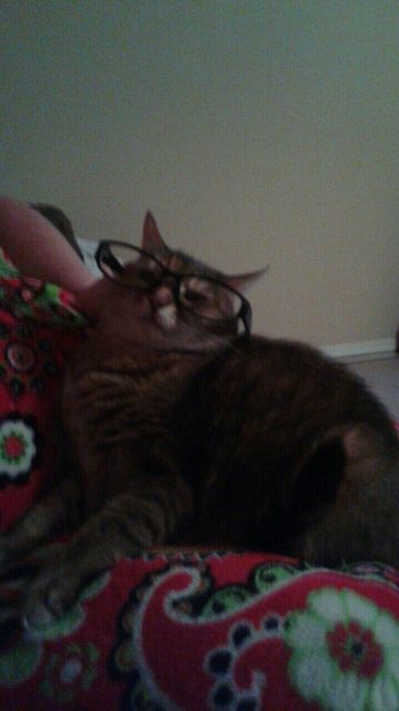 Show my your kitties!