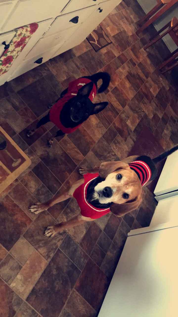  Pictures with my dogs - 1