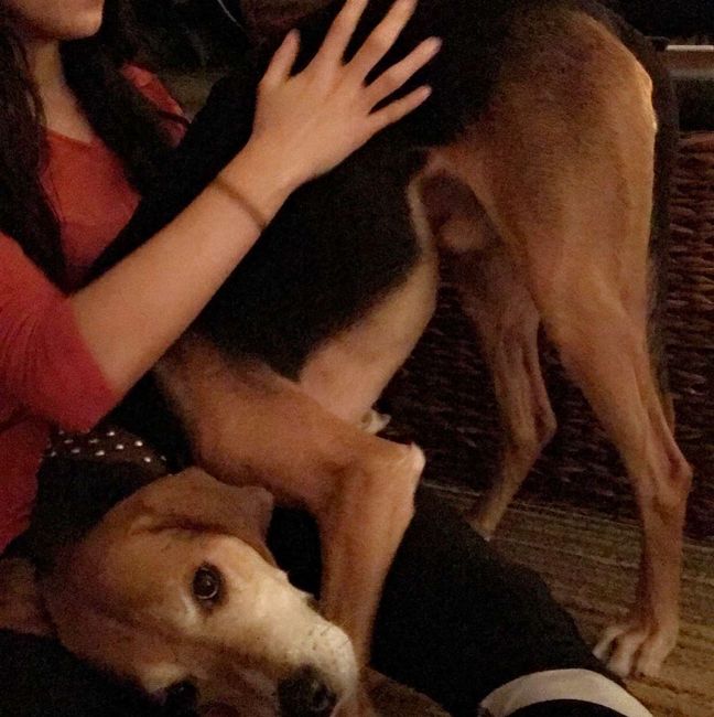  Pictures with my dogs - 3