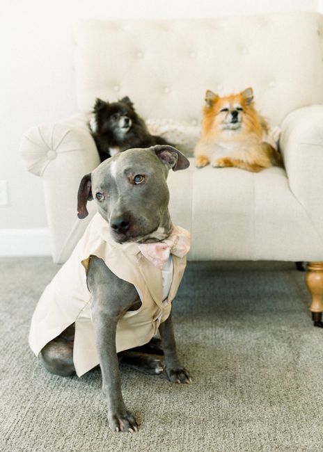 4 dogs - 1