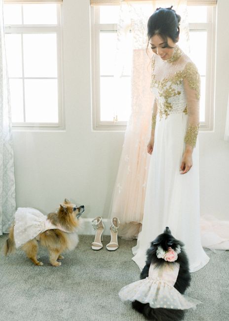 4 dogs - 2