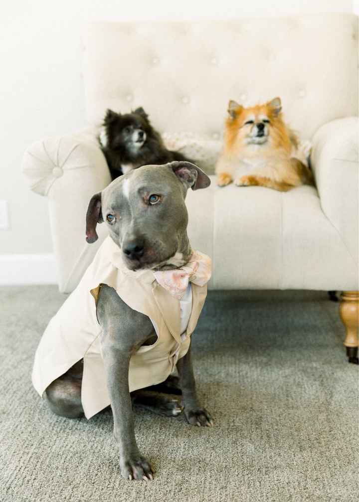 4 dogs - 1