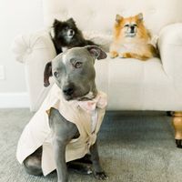 4 dogs - 1