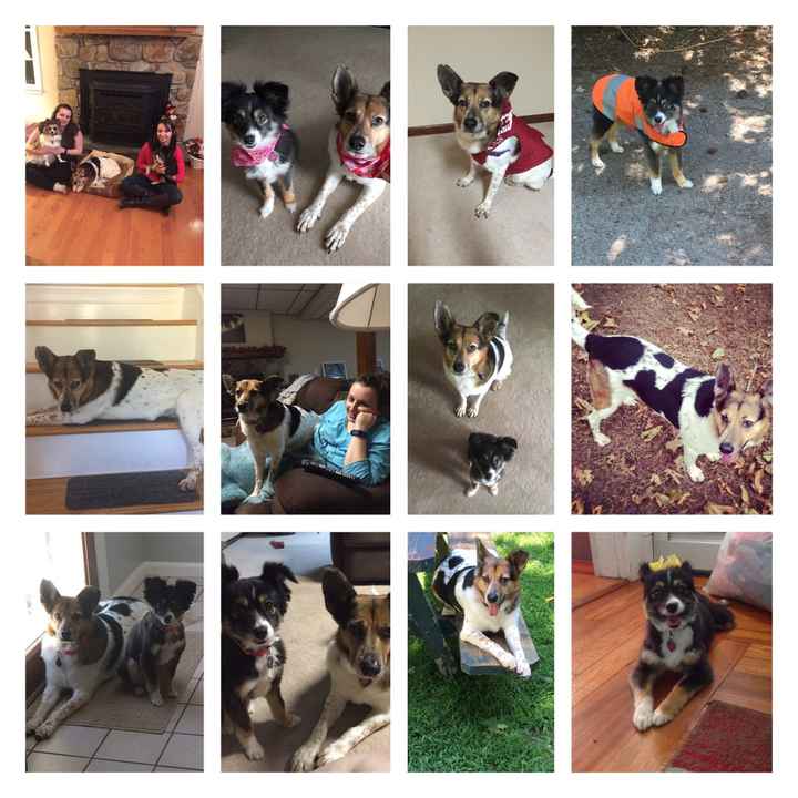 NWR: National Dog Day!