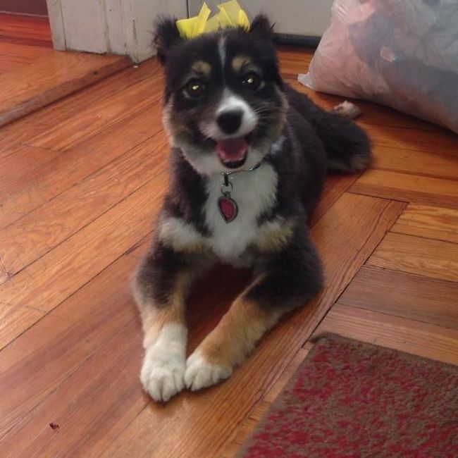 We got a puppy!!!!!