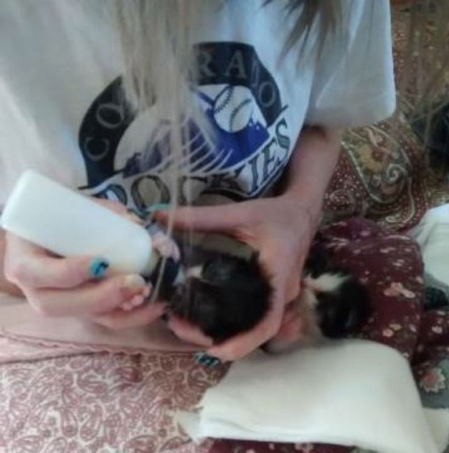 Paging all animal lovers