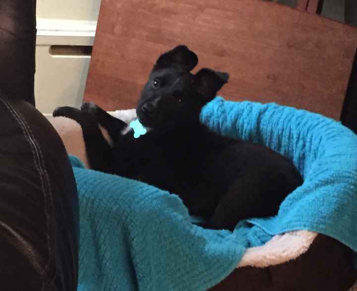 Adding puppy into wedding?