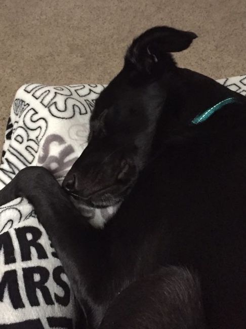 NWR- Does anybody want a dog?