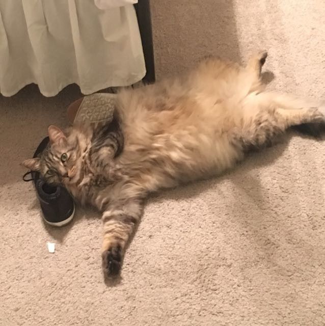 Nwr- show me your fur babies