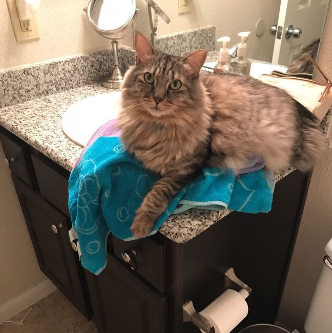 NWR: Silly pictures of your pets
