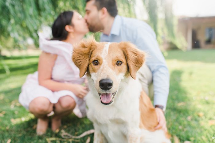 Dogs in engagement photos - 1
