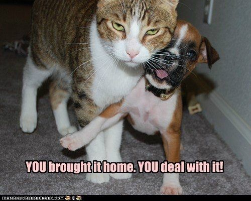 Mrs S ... We need to start another funny Cat thread!