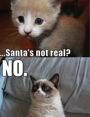 I am in love with this cat!