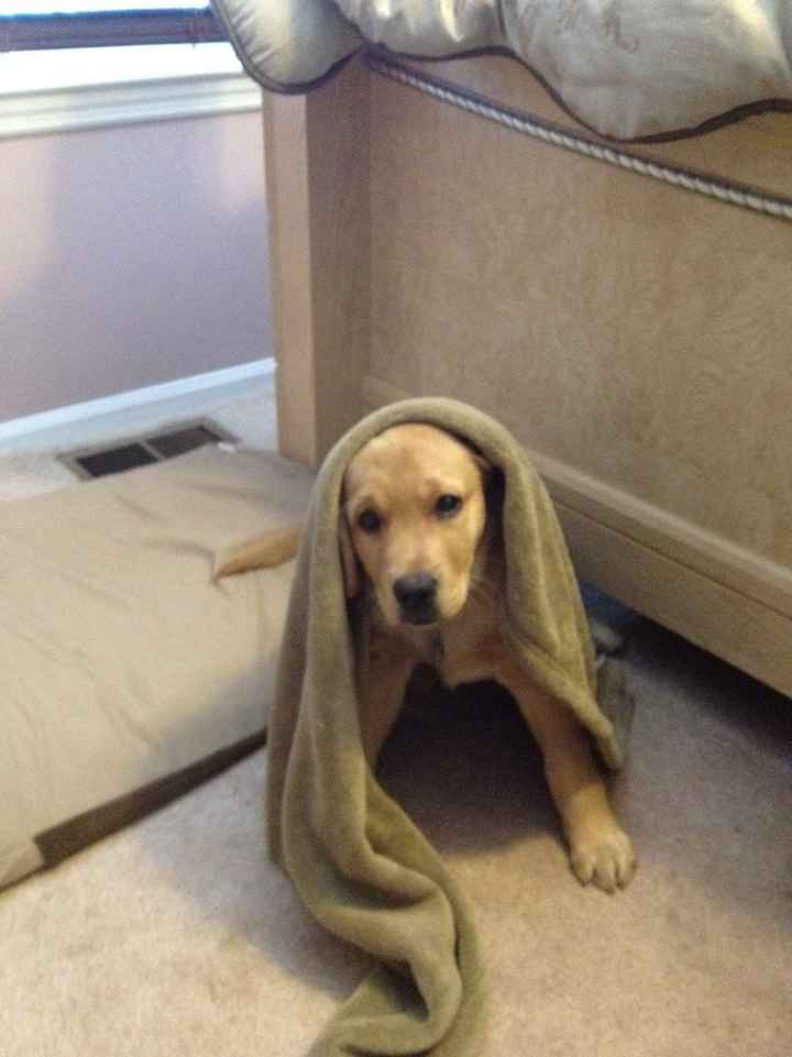 Furbabies then and now