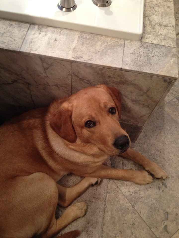Its Friday - time for Furbabies...