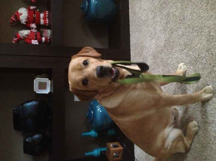 NWR: My puppy is adorable :) Cat memes spinoff