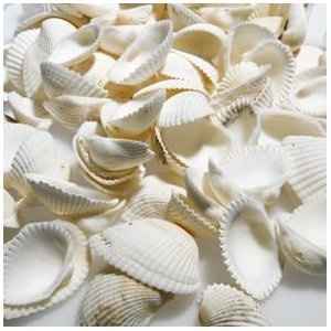 Seashells for a Guestbook - help!