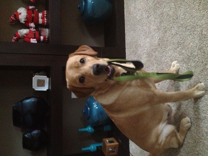 NWR: My puppy is adorable :) Cat memes spinoff
