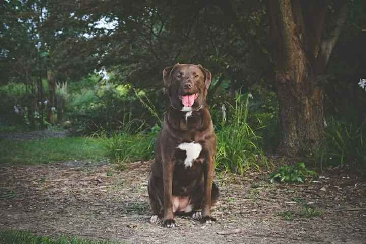 Four legged friends - 1