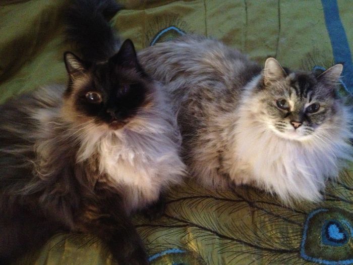 NWR: Pets of WW?
