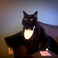 Furbabies (to lighten the mood)