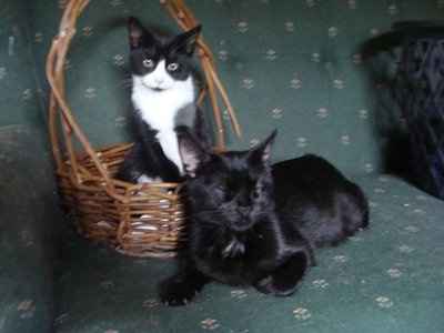 Furbabies!!! Lets show them off!