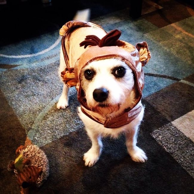 NWR Happy Fursday! Show me your fur babies!