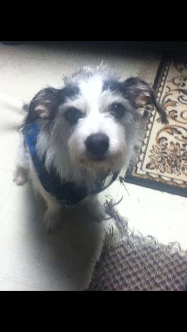 NWR: Lets talk pets.
