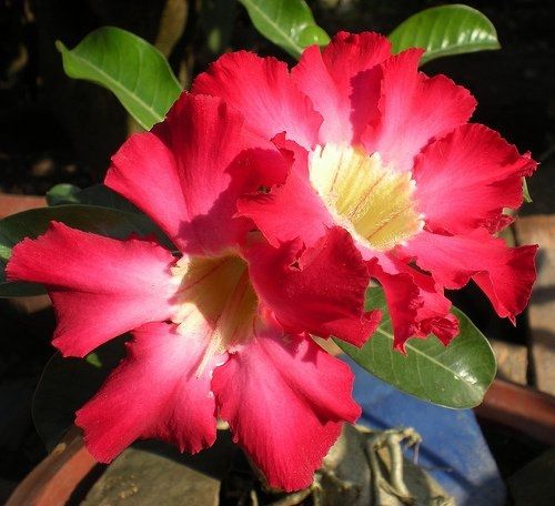 Discovered My Theme...FINALLY!!!!