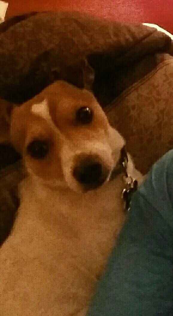 Pet PSA: No Holiday Plants!!!!!