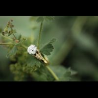 2023 Brides - Show us your ring! - 1