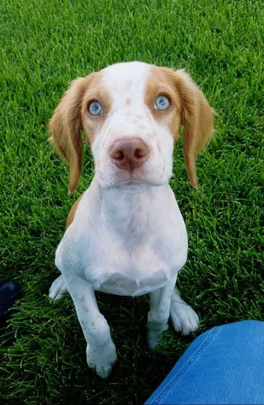 National Puppy Day! - 1