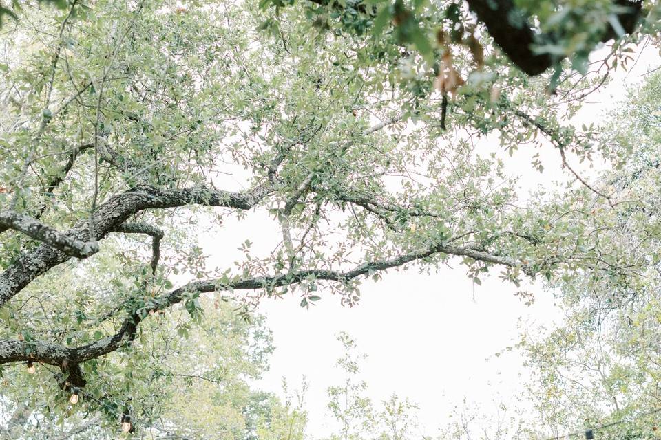 Ceremony in The Rose Garden
