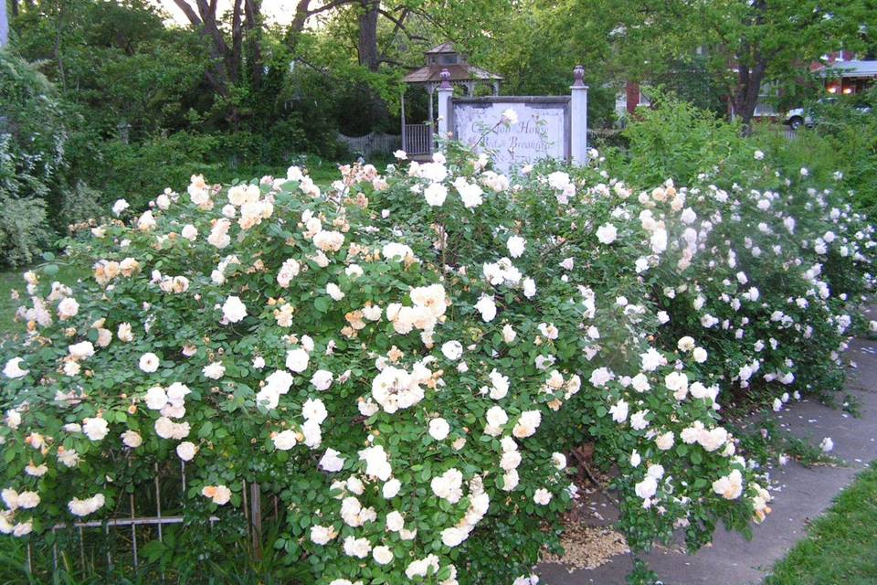 Romantic Rose Garden