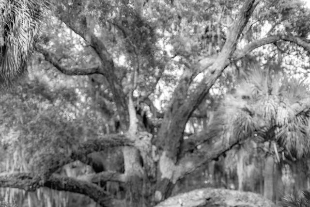 Carmen Ash Photography