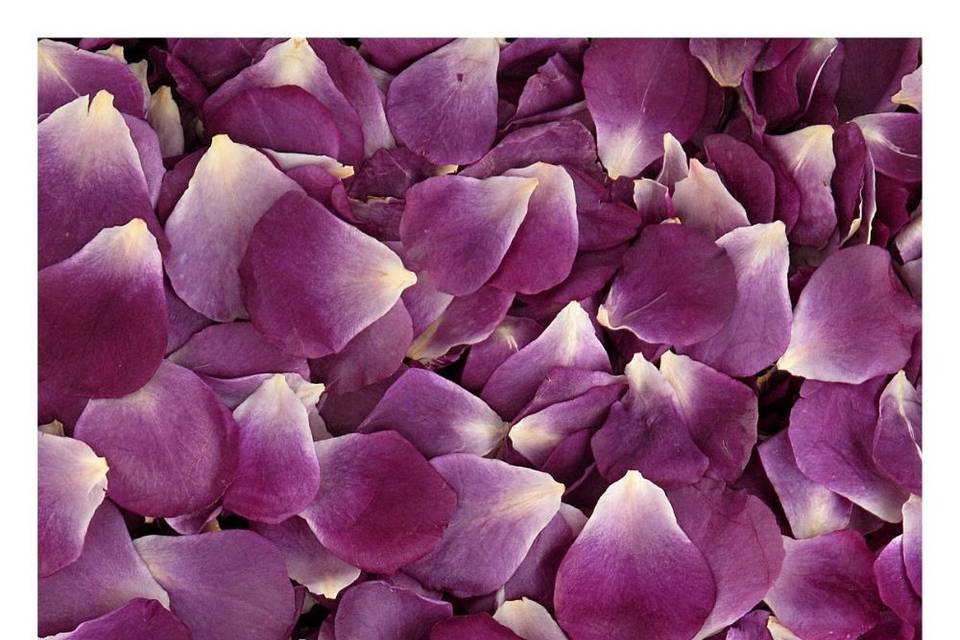 Passionate Purple Petals
