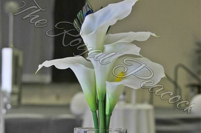 Royal Peacock Event Productions