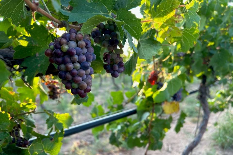 D.H. LESCOMBES WINERY & BISTRO