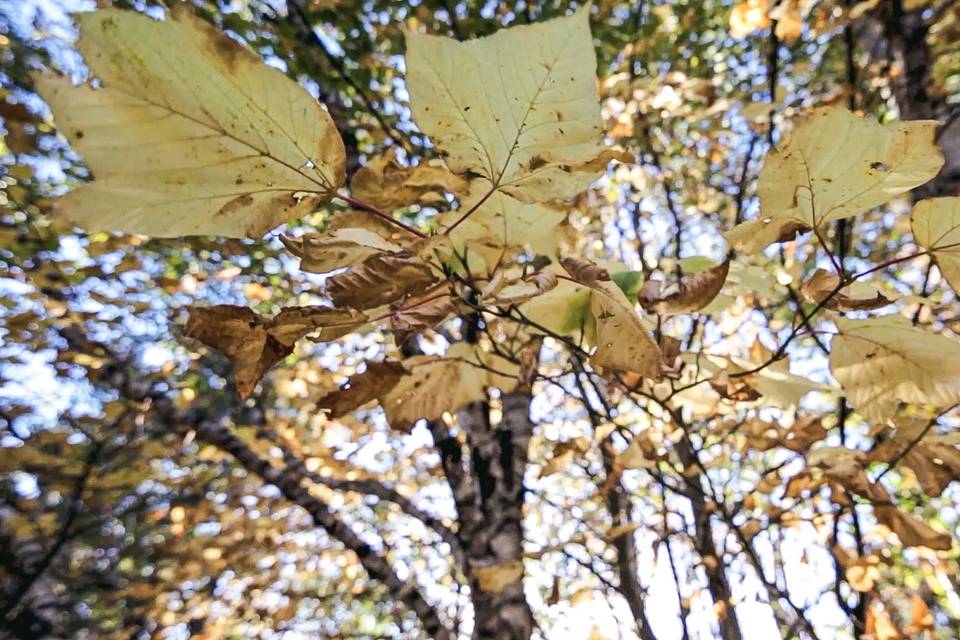 Leaves.